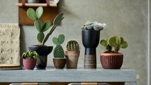 Sechs Kakteen unterschiedlicher Höhen und Arten in einer Reihe auf dem Küchentresen aufgestellt. Jeder Kaktus sitzt in einem rustikalen Gefäß vor einer ebenfalls rustikalen Küchen-Kulisse.